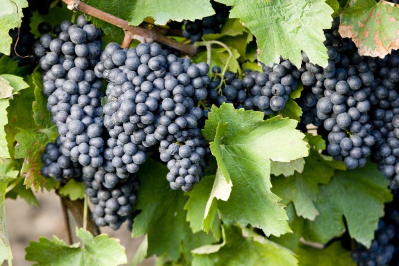La Región de Murcia recibe más 5,6 millones de euros en ayudas a inversiones dentro del programa "Intervención Sectorial del Vino"